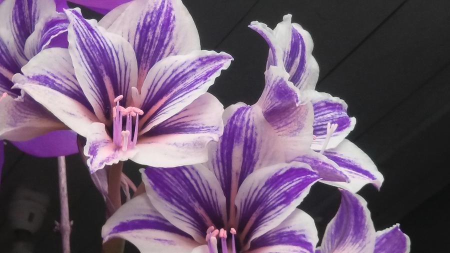 Lily In Purple Photograph