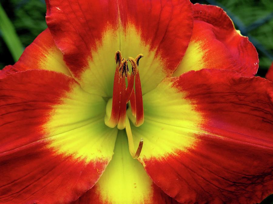 Lily in Red and Yellow Photograph by Linda Stern
