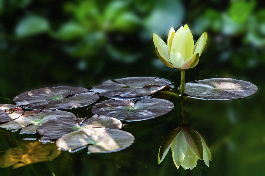 Lily In The Pond Photograph by Silvia Marcoschamer