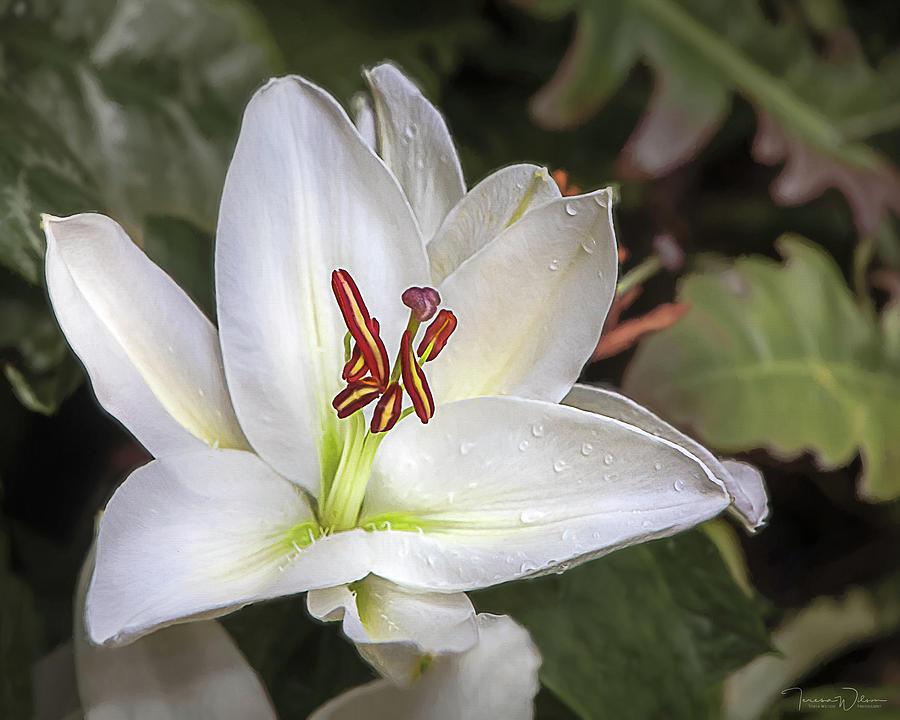 Lily in the Rain by TL Wilson Photography Photograph by Teresa Wilson