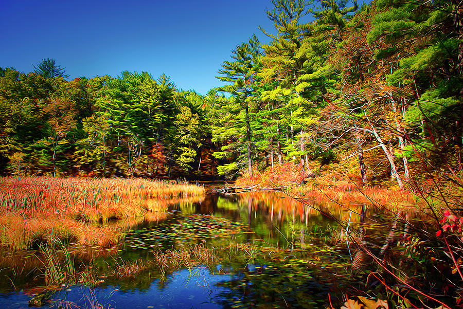 Lily Lake #1 Photograph by Chester Wiker - Fine Art America