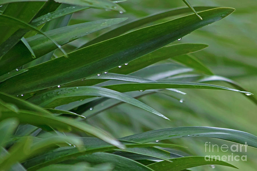 Green Colors Photograph - Lily Leaves Howdy-dew by Banyan Ranch Studios Green Colors Photograph - Lily Leaves Howdy-dew by Banyan Ranch Studios