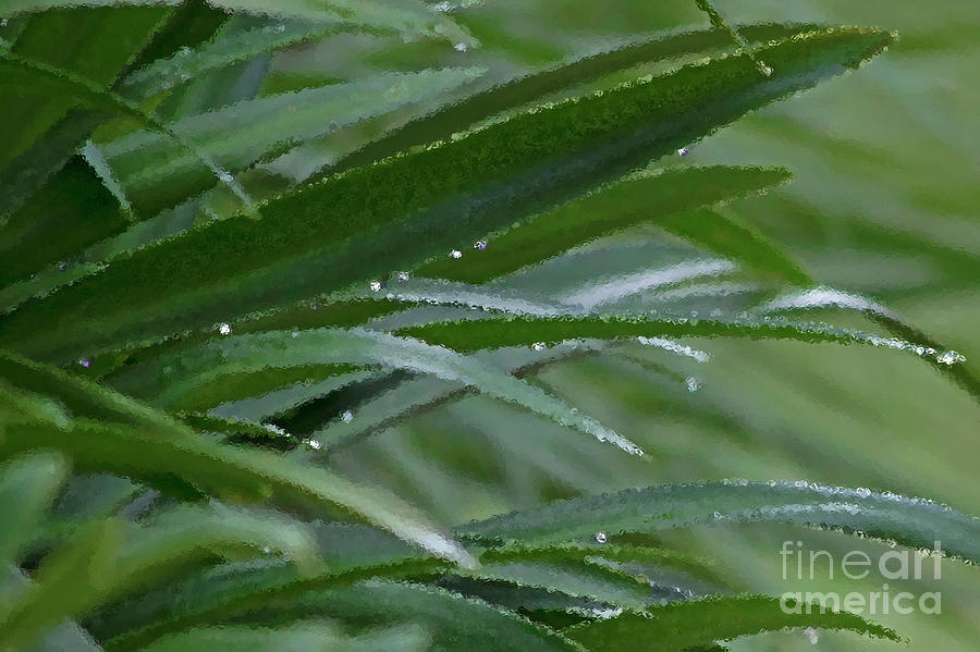 Green Colors Photograph - Lily Leaves Howdy-dew, In Abstract Too by Banyan Ranch Studios Green Colors Photograph - Lily Leaves Howdy-dew, In Abstract Too by Banyan Ranch Studios