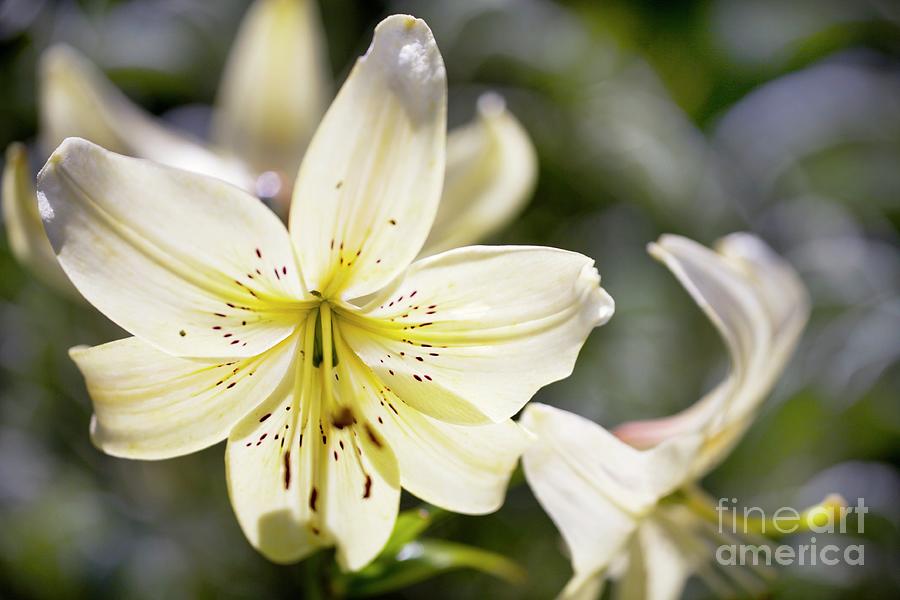 Lily (lilium apollo) Photograph by Dr Keith Wheeler/science Photo Library