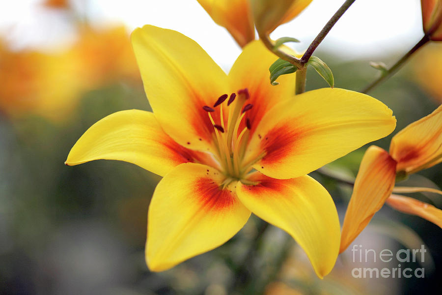 Lily Photograph - Lily (lilium cheope) by Dr Keith Wheeler/science Photo Library
