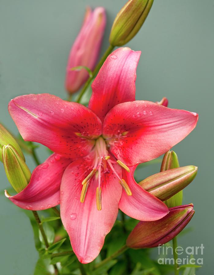 Lily (lilium 'child In Time') Photograph by Ian Gowland/science Photo ...