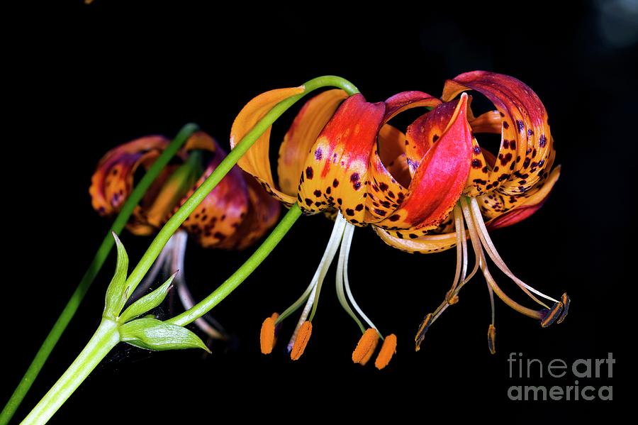 Lily (lilium Sp.) Photograph by Dr Keith Wheeler/science Photo Library