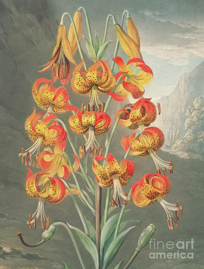 Lily  Lilium superbum, by William Ward after Philip Reinagle Painting by William Ward