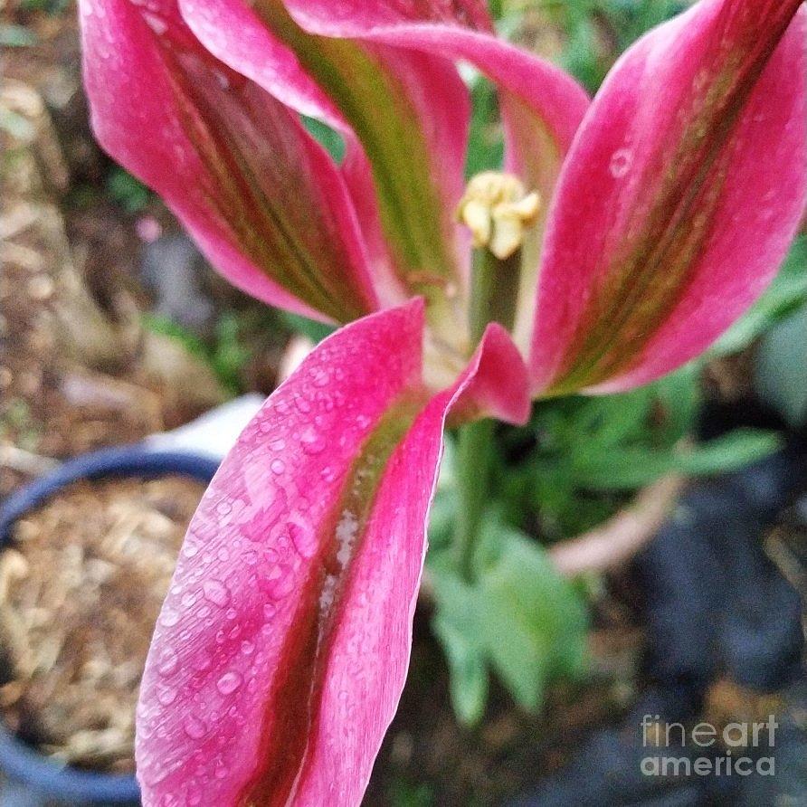 Lily Lily it's time by Siobhan Dempsey Lily Lily it's time by Siobhan Dempsey