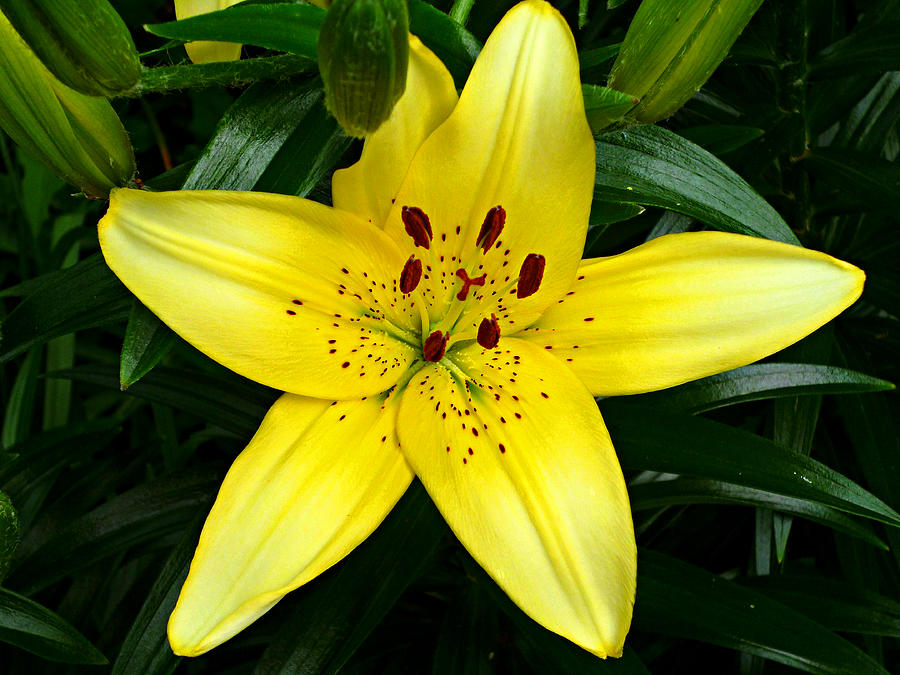 Lily Macro Photograph by Mike McBrayer