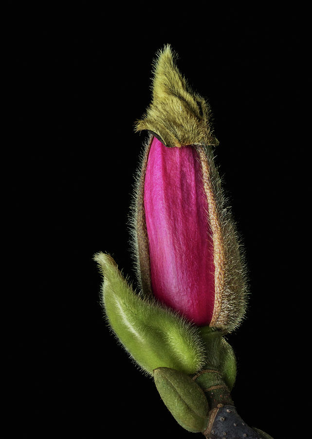 Lily magnolia Photograph by Lynn Davis