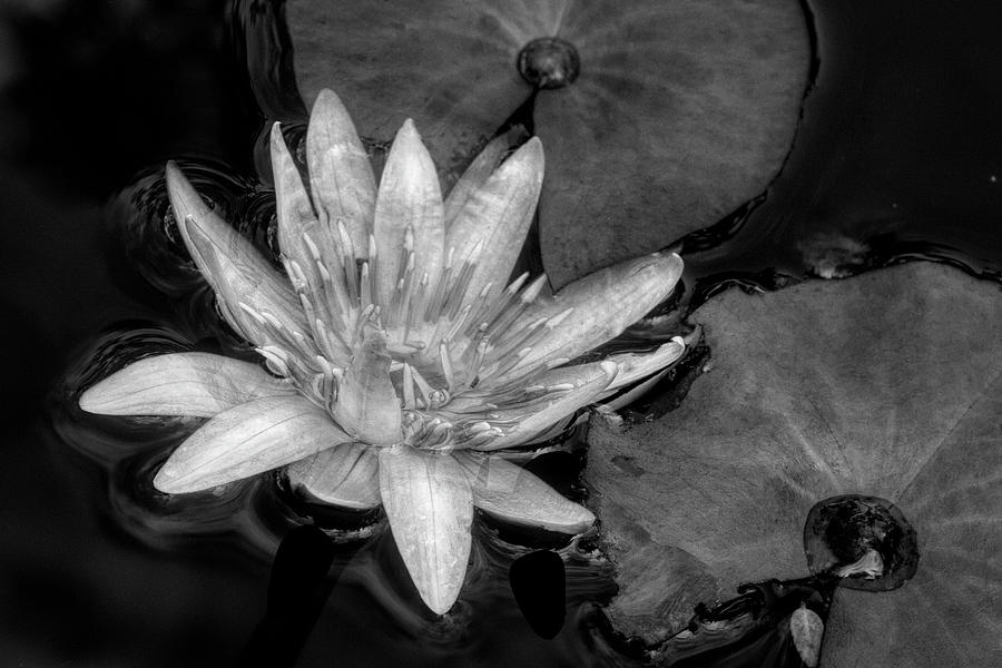 Lily of Love in Black and White  Photograph by Debra and Dave Vanderlaan