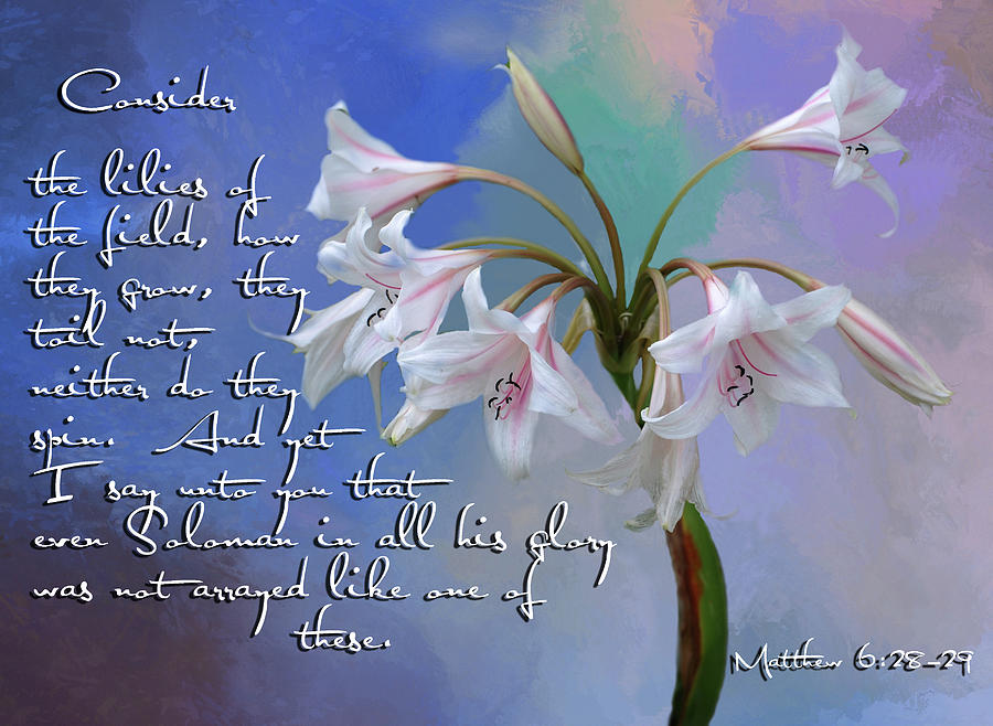 Lily of the Field Digital Art by Linda Cox