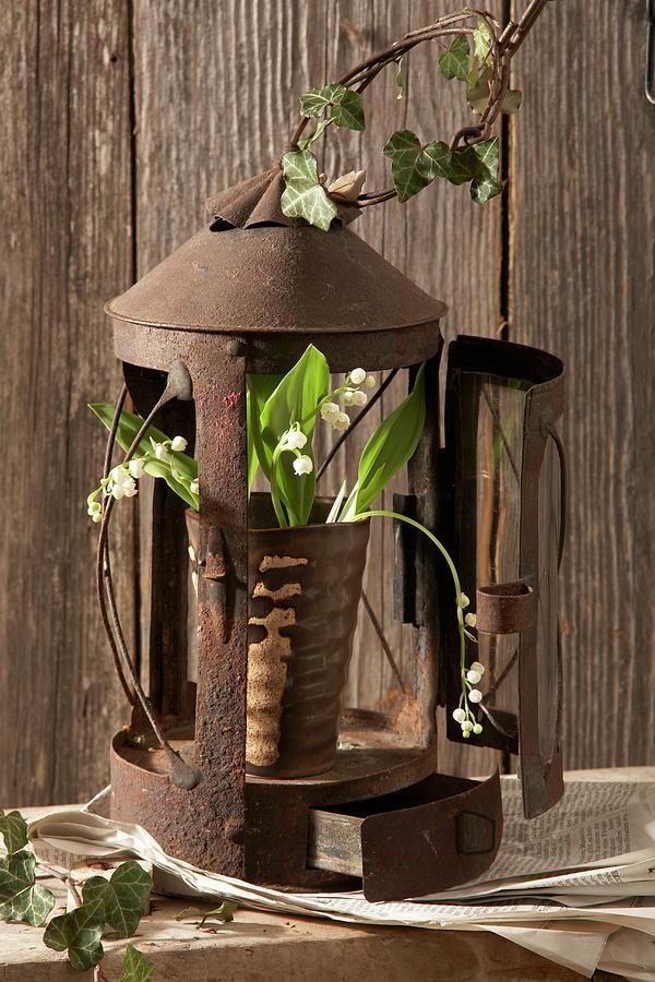 Lily Of The Valley And Ivy Tendrils In Front Of A Rusty Lantern Photograph by Heidi Frhlich