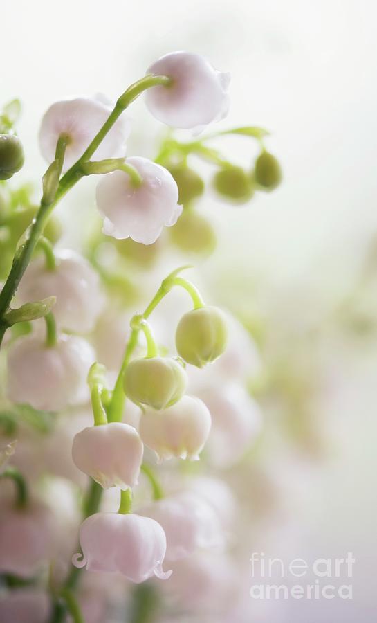 Lily Of The Valley (convallaria Majalis) Flowers Photograph by Maria Mosolova/science Photo Library