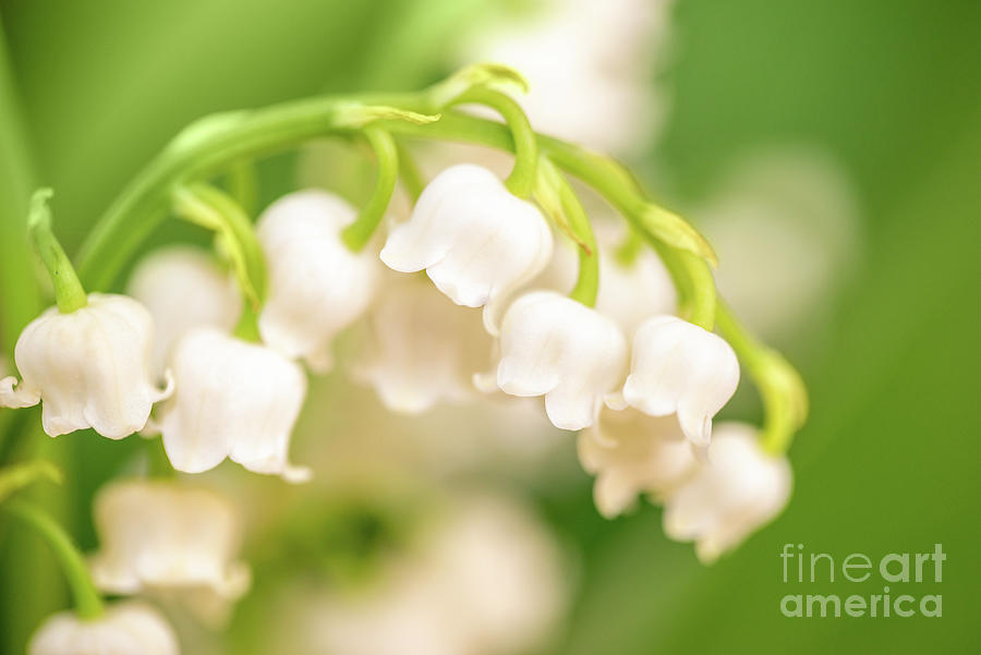 Lily of the valley Photograph by Delphimages Photo Creations