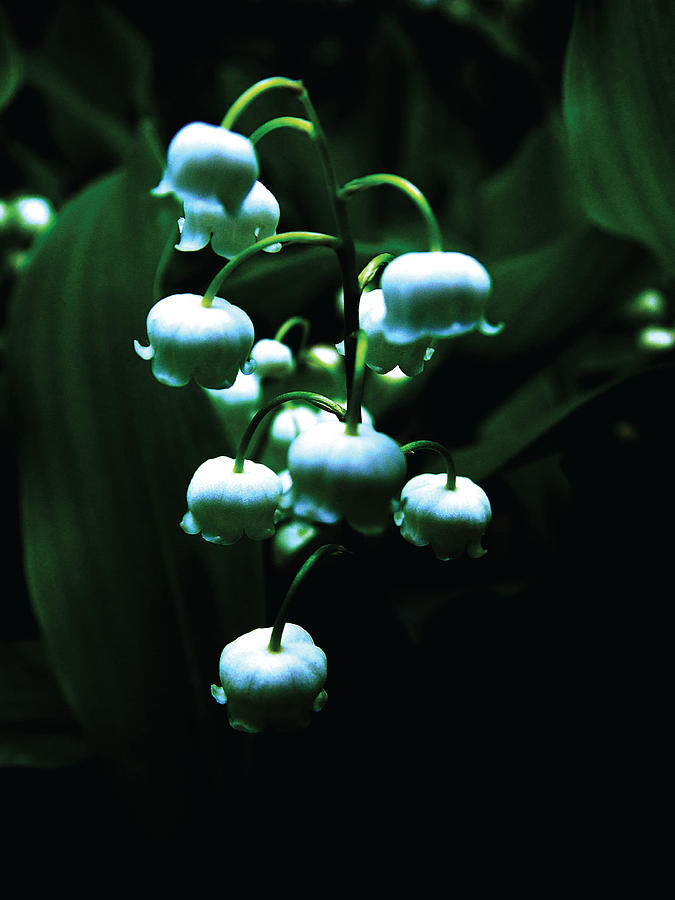 Lily of the Valley in Moonlight Photograph by Peter Antos - Fine Art ...