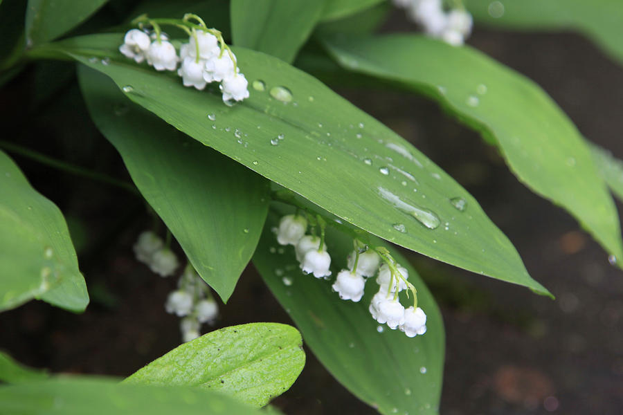 Lily Of The Valley In The Rain Photograph by Sonja Zelano