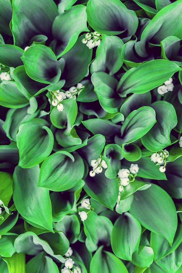 Lily Of The Valley Leaves And Flowers Photograph by Alena Haurylik