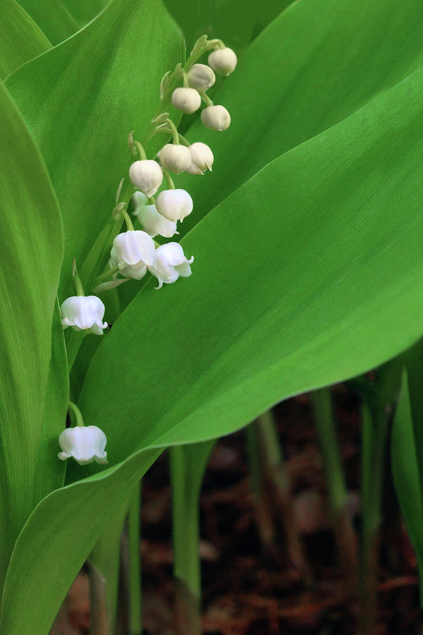 Lily of the Valley Photograph by Nikolyn McDonald - Fine Art America