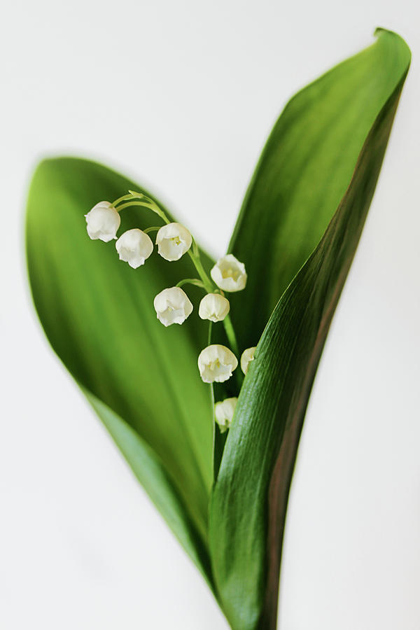 Lily Of The Valley Photograph by Sincerita
