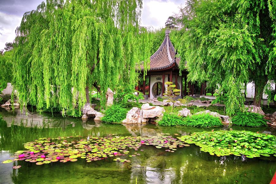 lily-pad-beauty-in-the-chinese-garden-ly