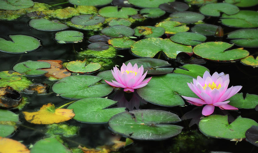 Lily Pad Bloom By Zach Frailey