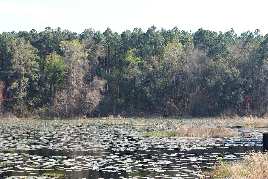 Lily Pad Lake 2 by Stephanie Pieczynski Lily Pad Lake 2 by Stephanie Pieczynski
