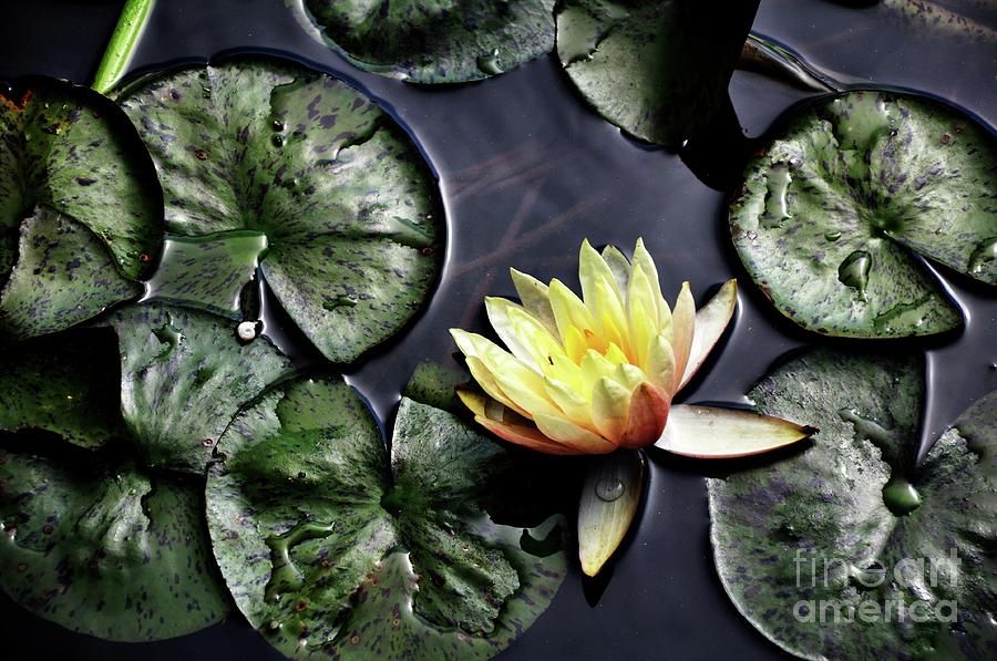 Lily Pad of Life Photograph by Treavor Evans