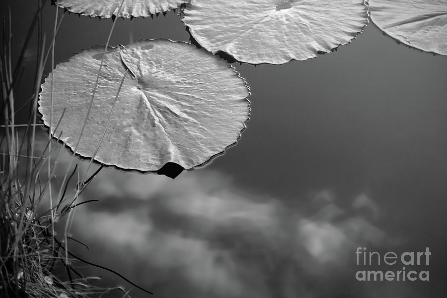 Lily Pad Pond Bw Photograph by Judy Wolinsky