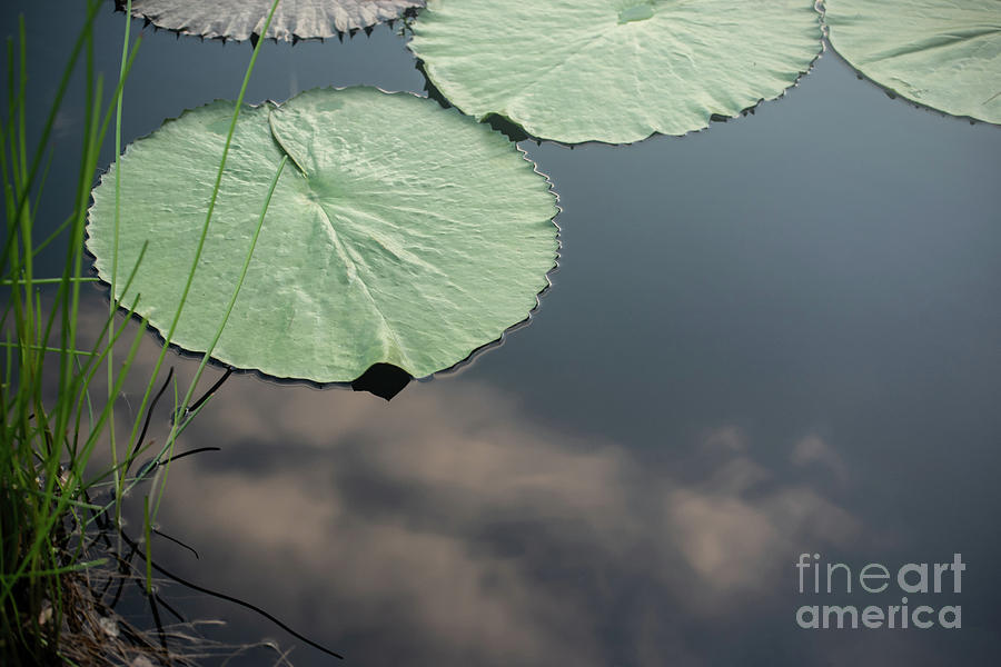 Lily Pad Pond Photograph by Judy Wolinsky