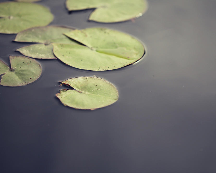 Lily Pads Photograph by Amelia Kay Photography