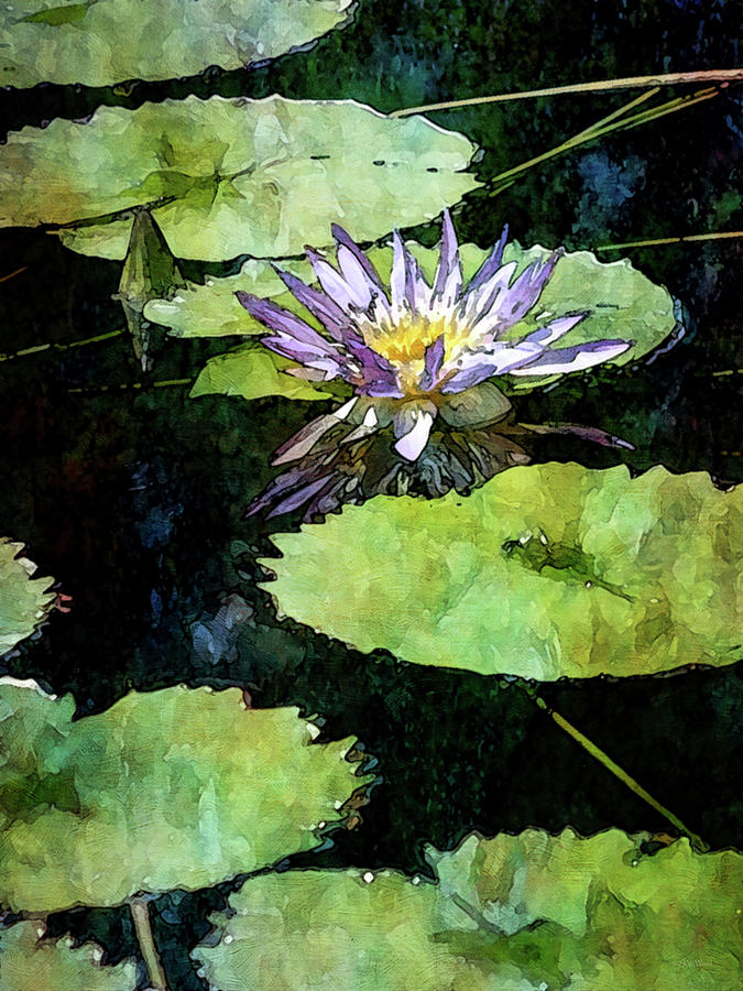 Lily Pads and Purple Lotus 2981 IDP_2 Photograph by Steven Ward