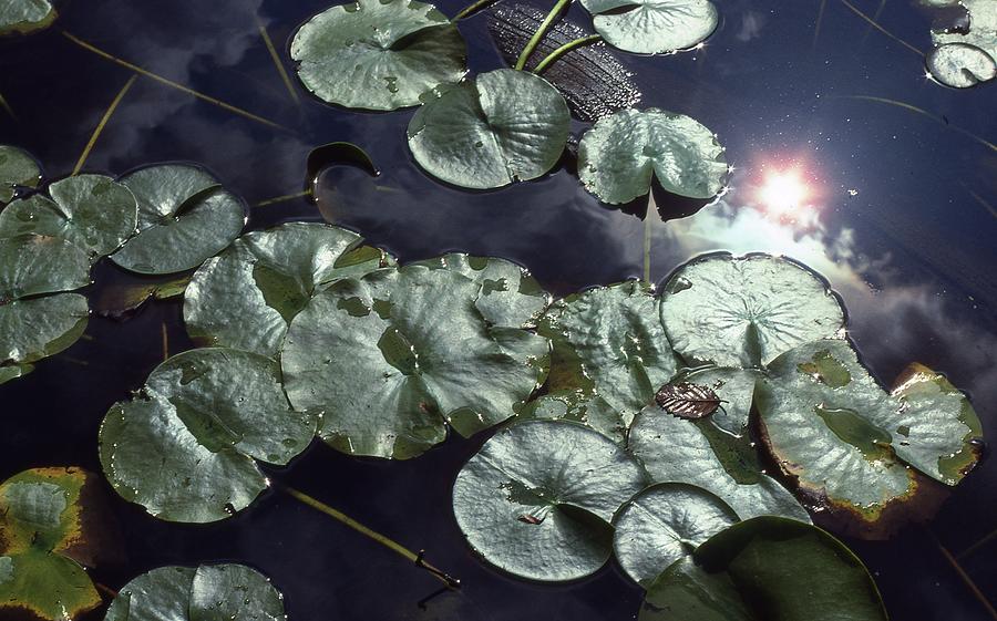 Lily Pads And Sunlight  Photograph by Lyle Crump