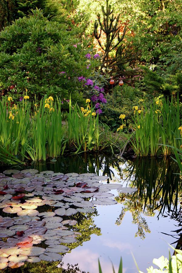 Lily Pads And Yellow Flag In Idyllic Pond Surrounded By Mature Trees Photograph by Angelica Linnhoff