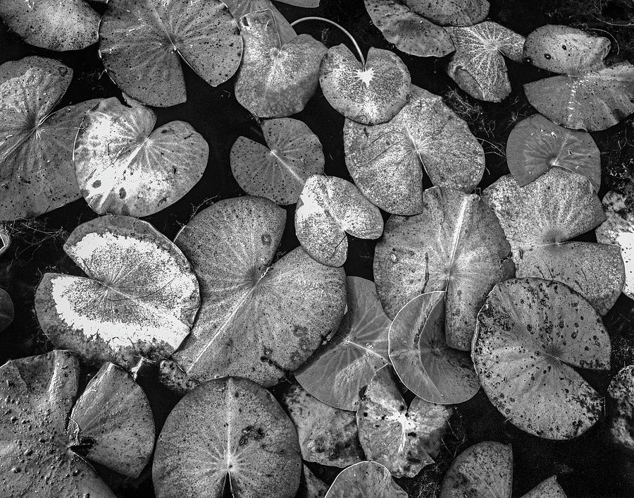 Lily Pads At Surface Photograph by Tim Fitzharris