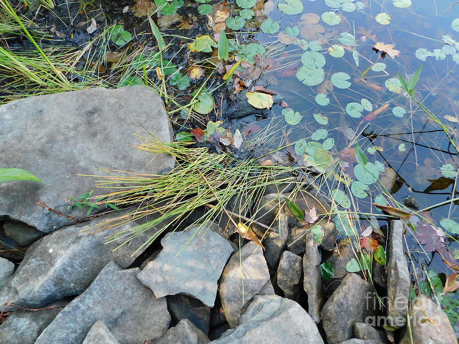 LILY PADS by Barbra Telfer LILY PADS by Barbra Telfer