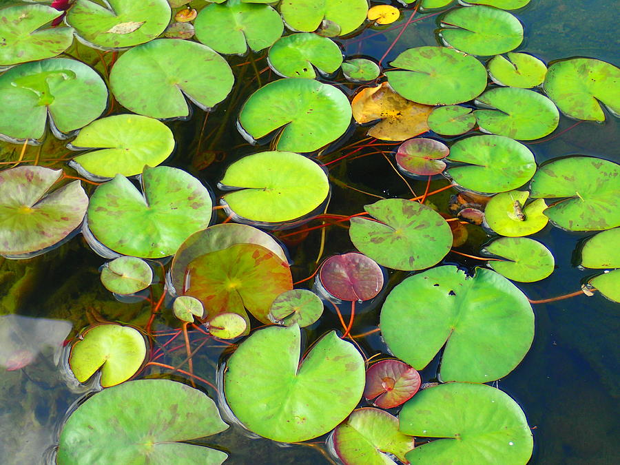 Abstract Photograph - Lily Pads by Francine Stuart