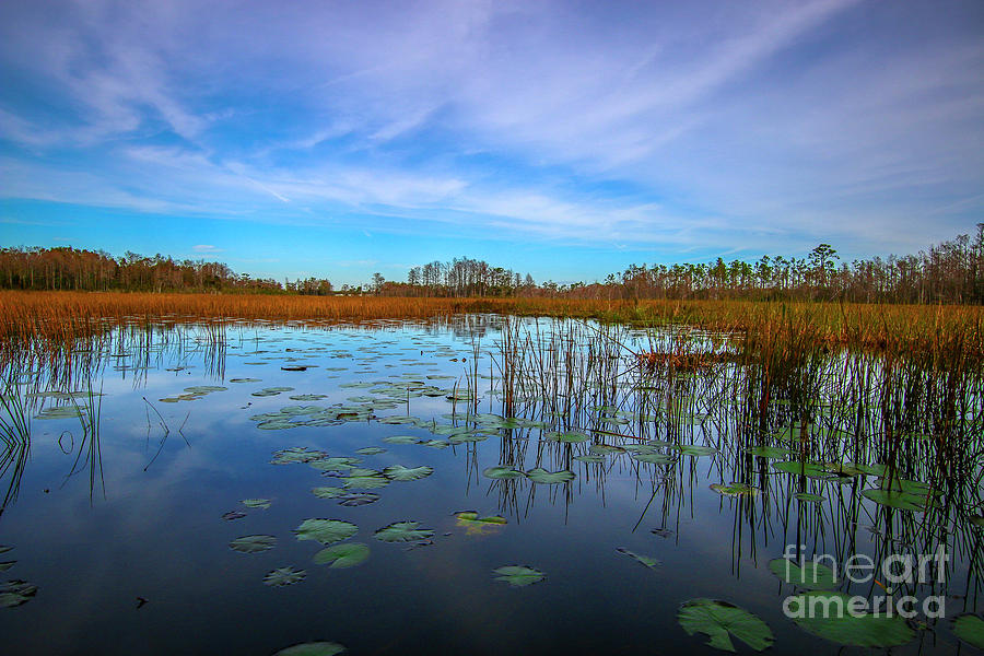 Lily Pads, Grass and Sky Photograph by Tom Claud