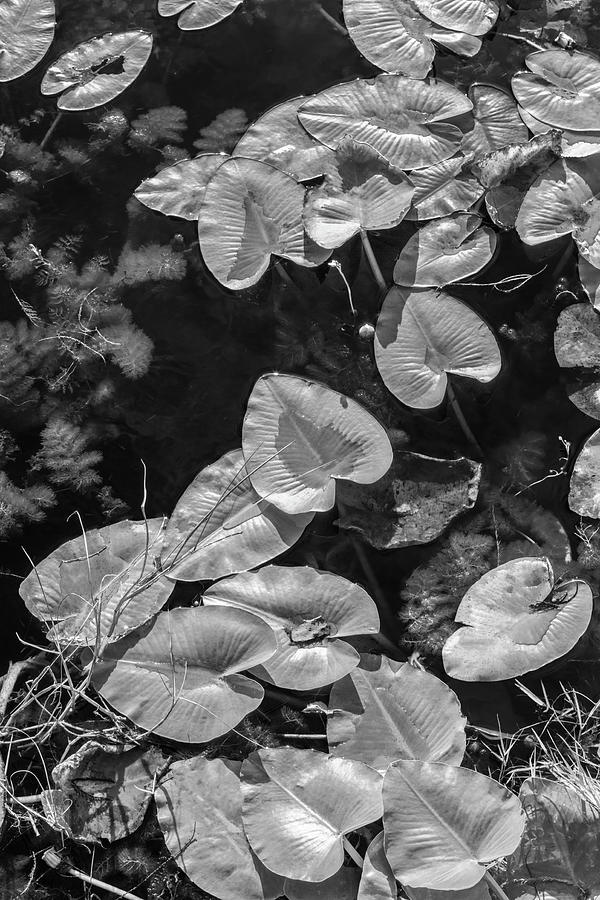 Lily Pads in Black and White Photograph by Debra and Dave Vanderlaan
