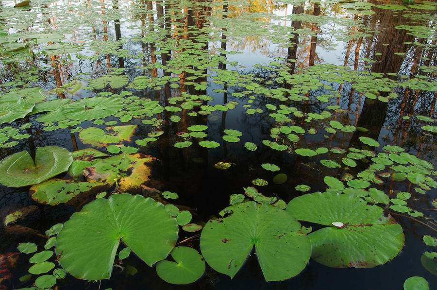 Lily Pads In Swamp Photograph by Tony Sweet