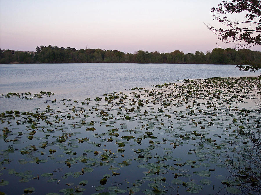 Sunset Photograph - Lily Pads by Kelly Council Sunset Photograph - Lily Pads by Kelly Council