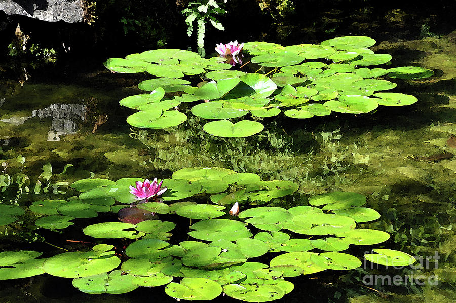 Lily Pads by Kirt Tisdale Lily Pads by Kirt Tisdale