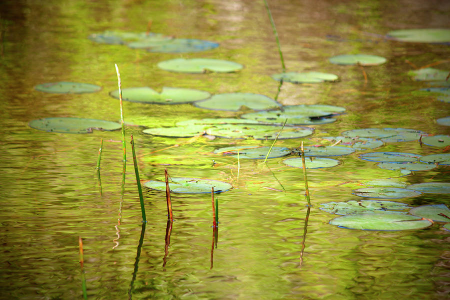 Lily Pads Photograph by Melinda Moore