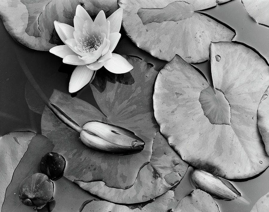 Lily Pads Photograph by Monte Nagler