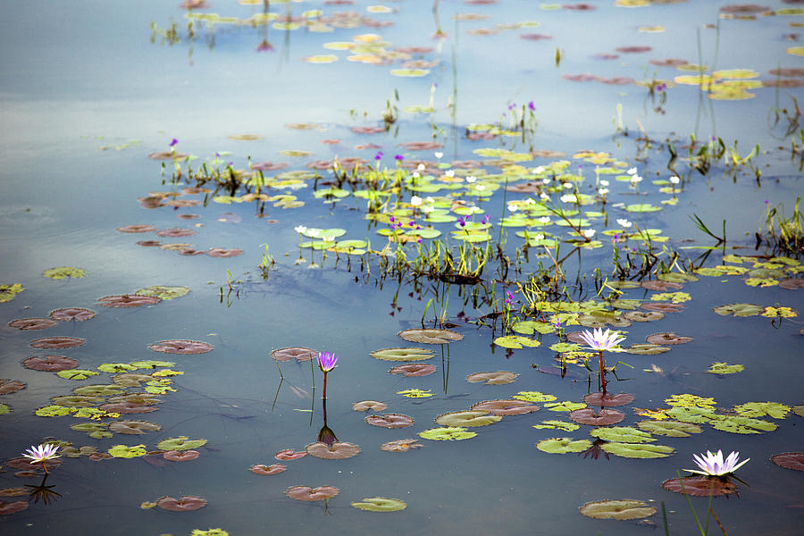 Lily Pads Photograph by Nicole Young