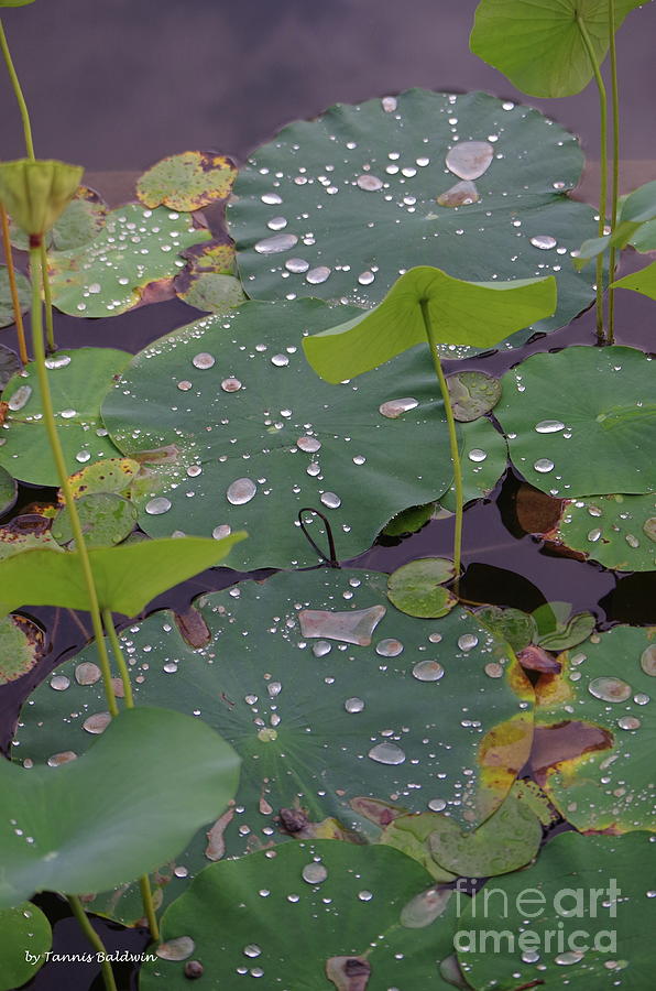 Lily Pads Photograph by Tannis Baldwin