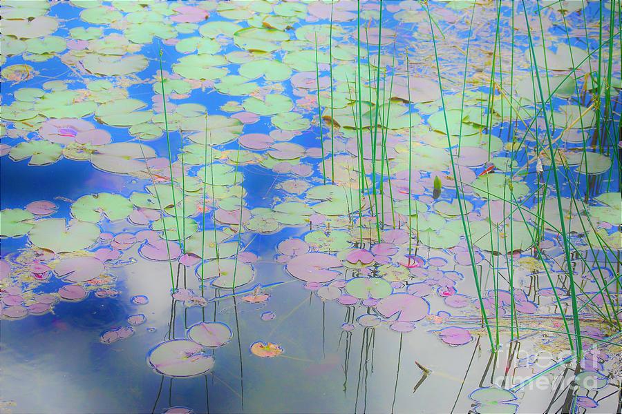 Lily Pads1 Photograph by Merle Grenz