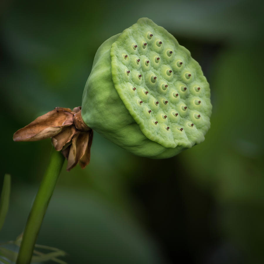Lily Pod Photograph by Stewart Helberg