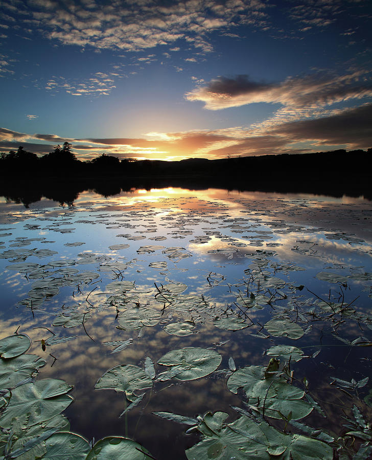 Lily Pond At Dusk Photograph by Angus Clyne